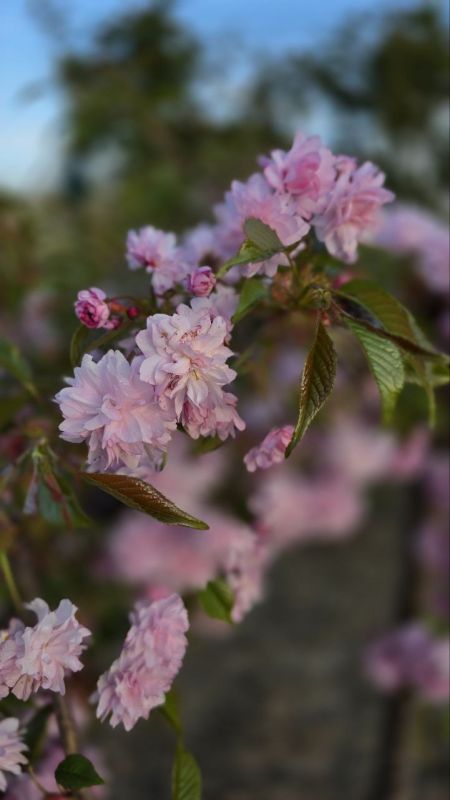 В палисадниках приднестровцев тоже зацвела сакура