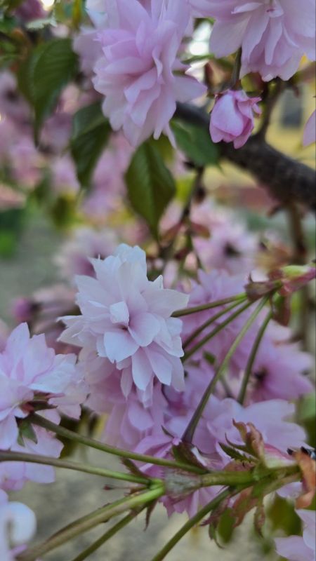 В палисадниках приднестровцев тоже зацвела сакура В палисадниках приднестровцев тоже зацвела сакура