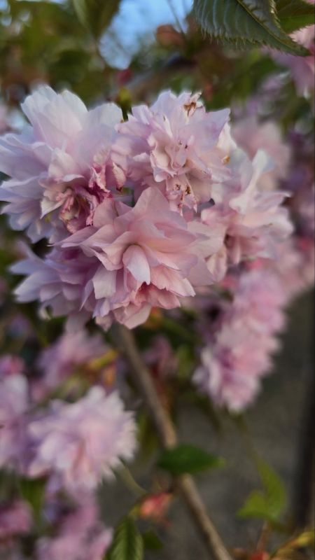 В палисадниках приднестровцев тоже зацвела сакура В палисадниках приднестровцев тоже зацвела сакура