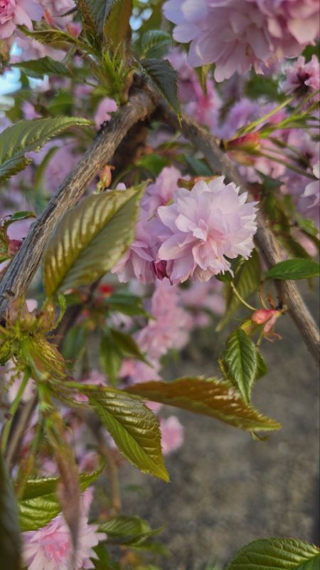 В палисадниках приднестровцев тоже зацвела сакура В палисадниках приднестровцев тоже зацвела сакура
