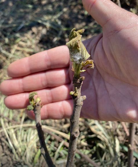 Почернело все полосами. Здесь сдохло, а рядом живое