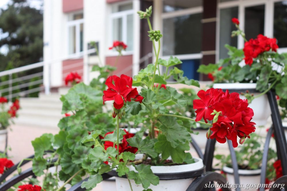 Слободзея расцветает к 80-летию Великой Победы Слободзея расцветает к 80-летию Великой Победы