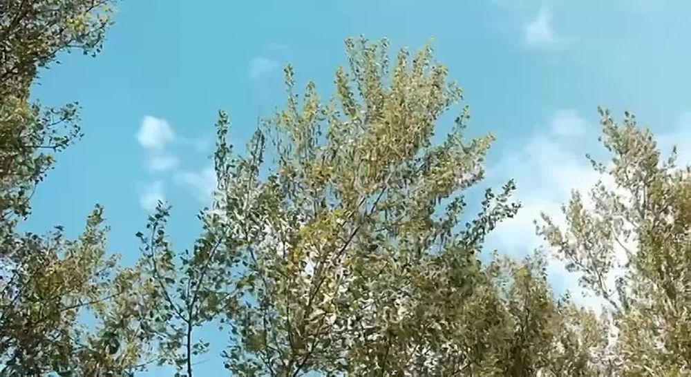 «А может не было войны» – трогательный ролик Первого Приднестровского