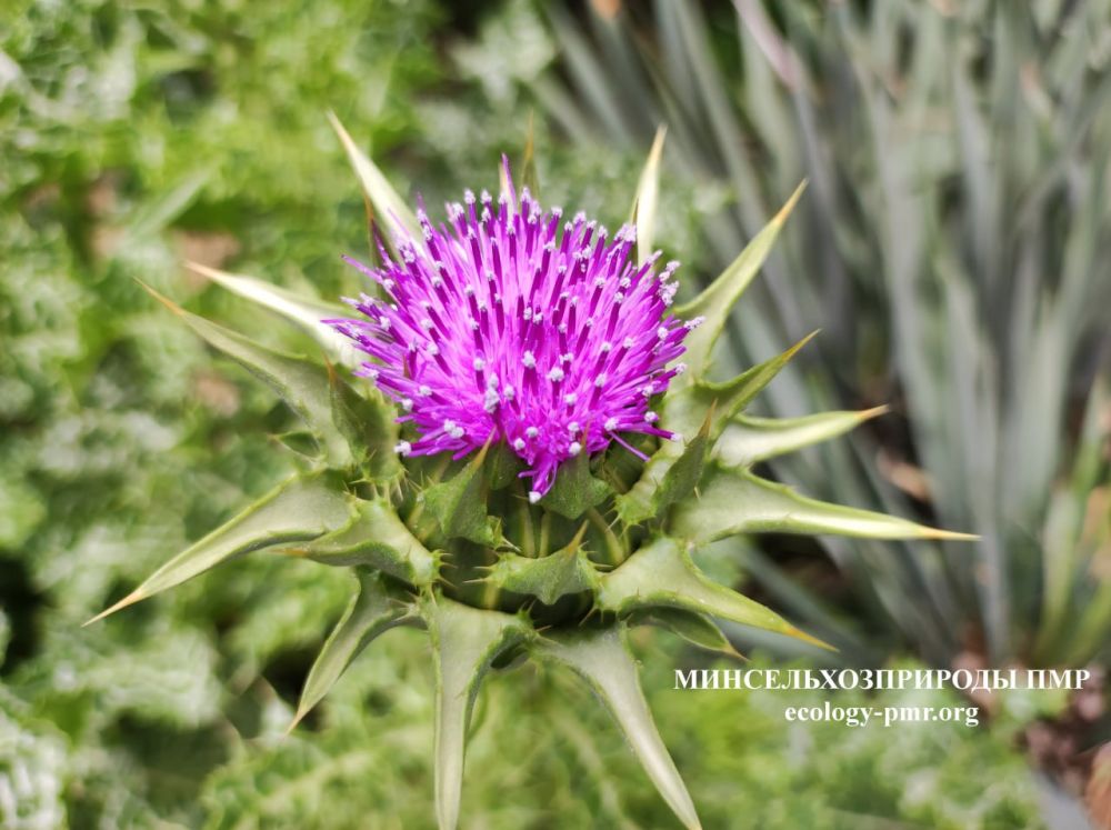 Доброго утра!. Прогноз погоды на сегодня, 15 мая