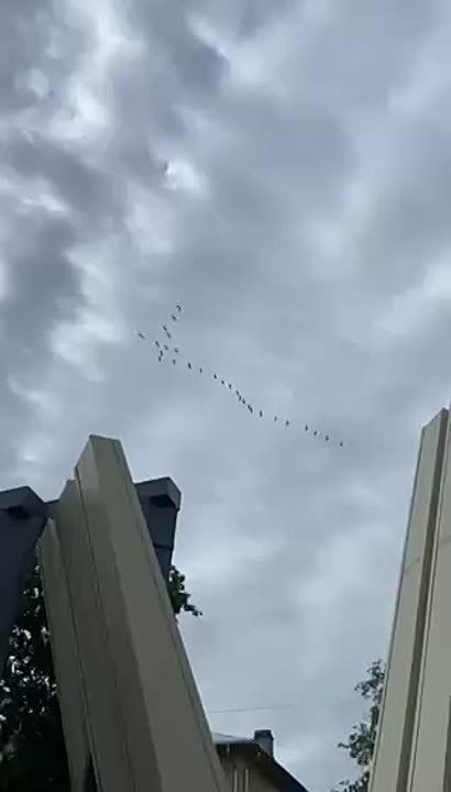 Целая стая аистов пролетела над Бендерами во время последнего звонка