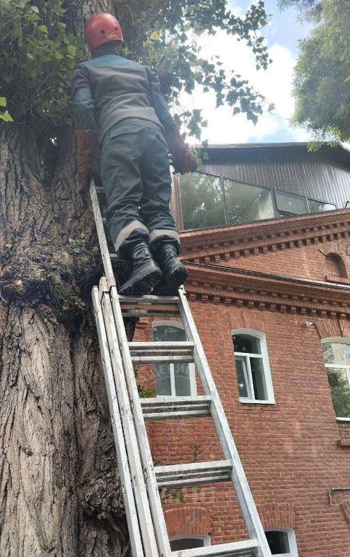 Кошка затащила котёнка на дерево и забыла его там Кошка затащила котёнка на дерево и забыла его там