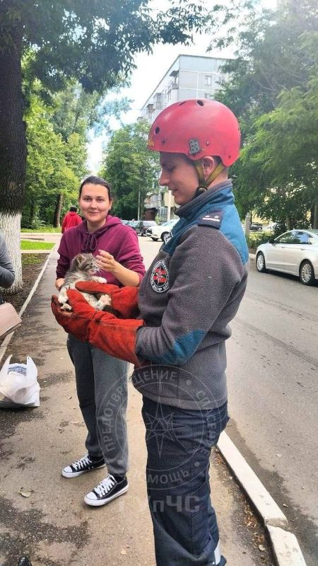 Кошка затащила котёнка на дерево и забыла его там