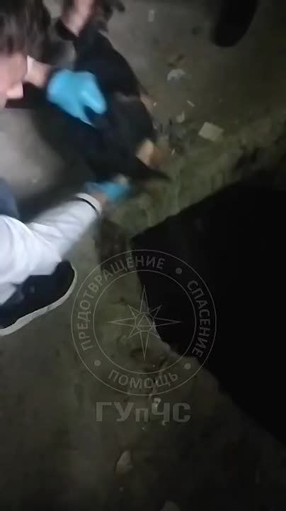 В Рыбнице спасли собаку, упавшую в двухметровую яму на улице Кирова