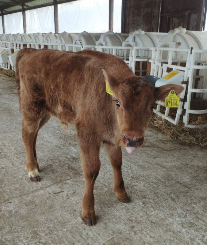 Ухаживал зубр за коровой - в Беларуси корова родила зубрёнка