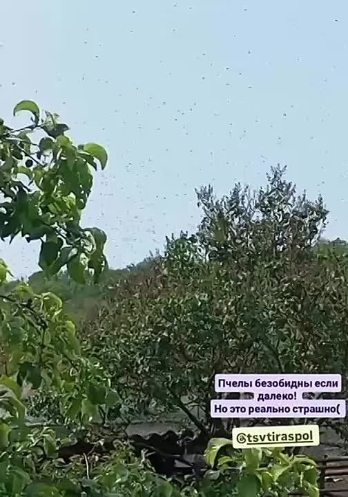 Пчелы кусают жительницу из Вадатурково по 10 раз в день