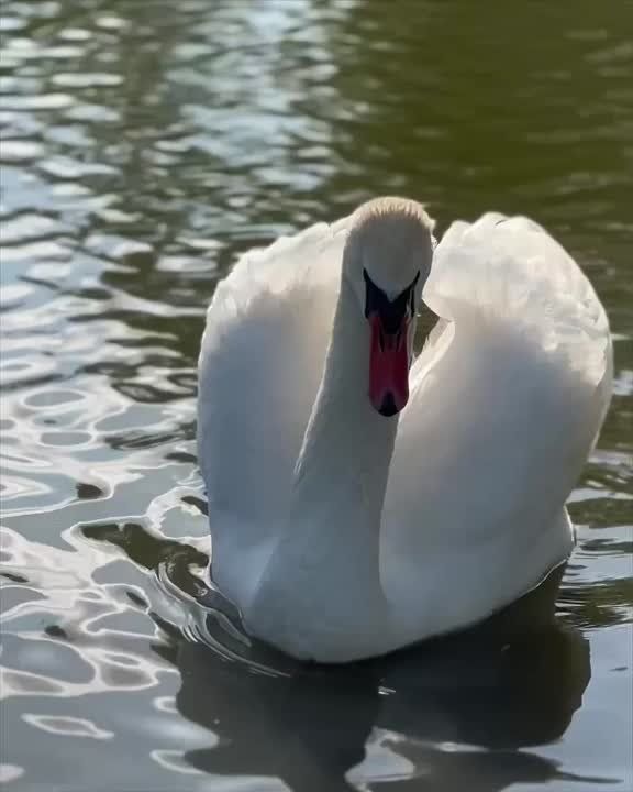 Летнее утро в парке Екатерины