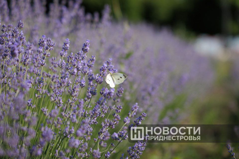 Фестиваль лаванды в Дубоссарах БУДЕТ