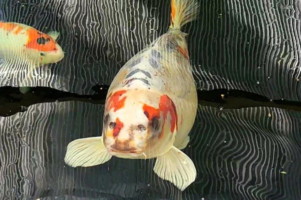 Карп с необычными пятнами, напоминающими человеческое лицо, был найден в Британии
