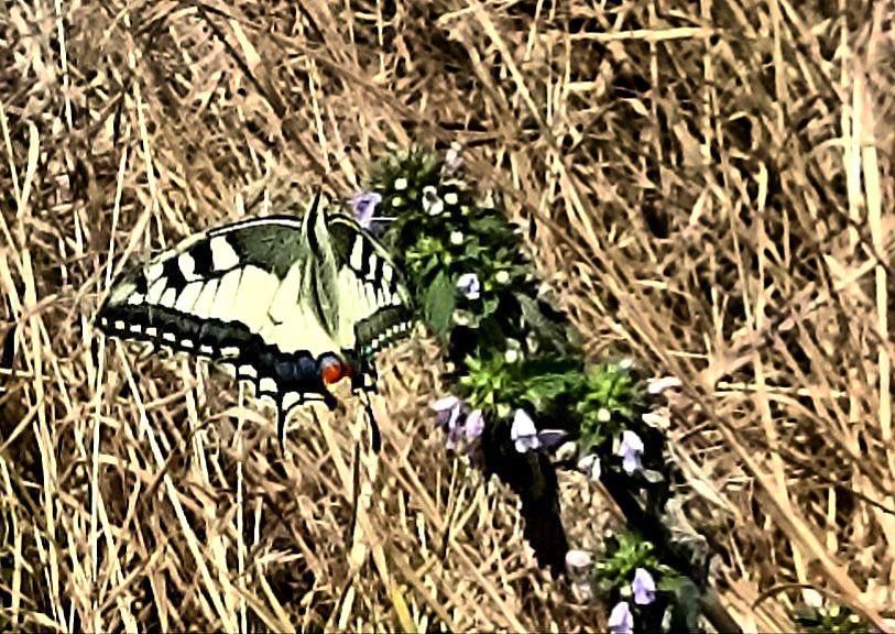 Махаон - редкая бабочка семейства парусники, или кавалеры Махаон - редкая бабочка семейства парусники, или кавалеры