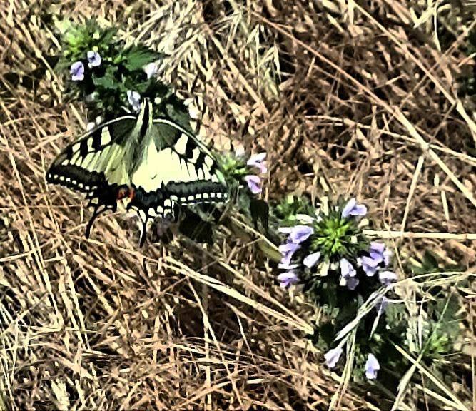 Махаон - редкая бабочка семейства парусники, или кавалеры