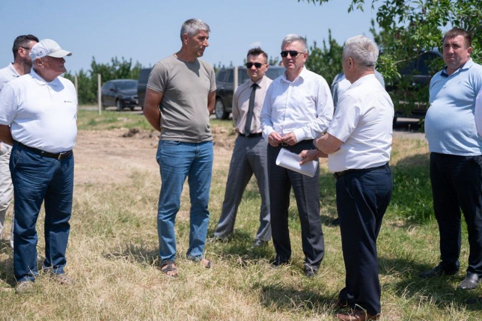 Урожайность вишни в саду «Провентус» у села Чобручи — рекордная Урожайность вишни в саду «Провентус» у села Чобручи — рекордная