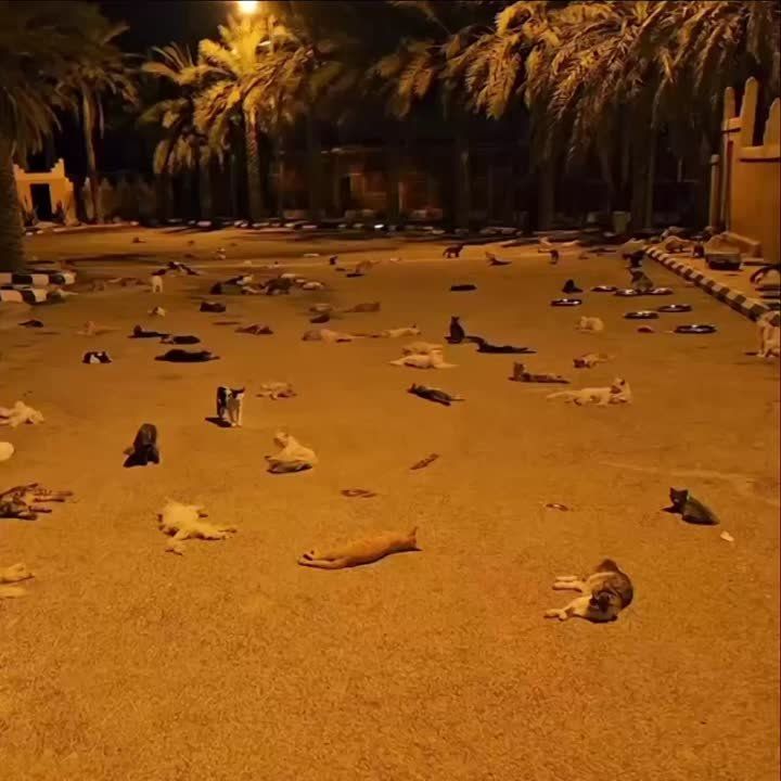     :      ,    
