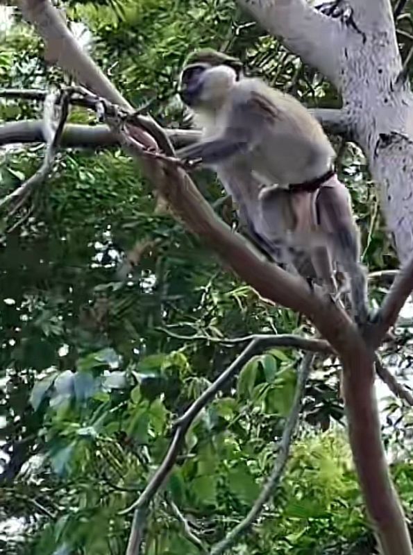     ?    ,     