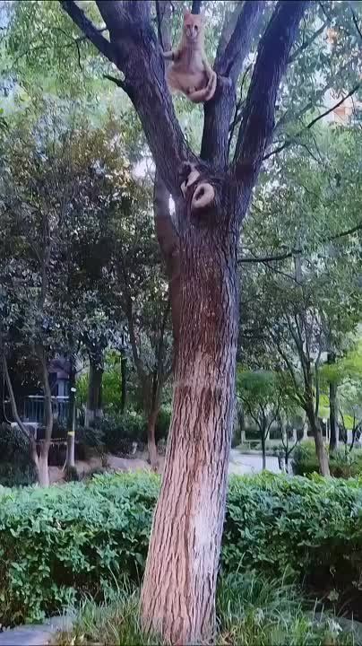 .     -  