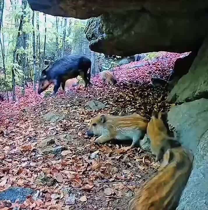  :         ,       
