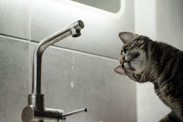  "  " . ,  17   7-00        ,   