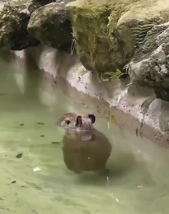 Я водяной, я водяной .... Лето – в разгаре! Освежиться в воде хочется постоянно. Но мы вот не водяные, а вы? Если тоже нет, то не купайтесь в неположенных местах