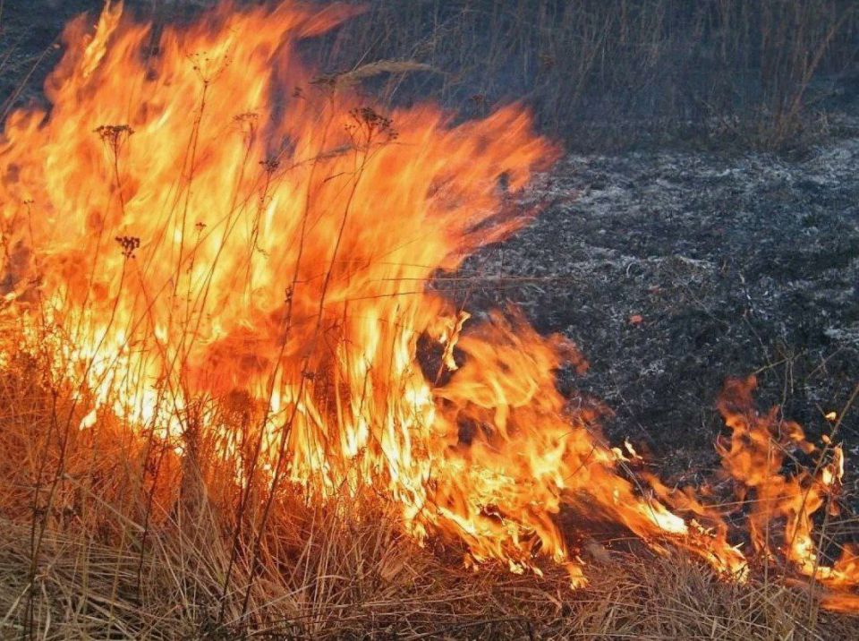 ОГОРОДЫ СПАСЕНЫ. Вчера в селе Красная Горка, григориопольские пожарные остановили пламя в 10 метрах от виноградников и посевов кукурузы