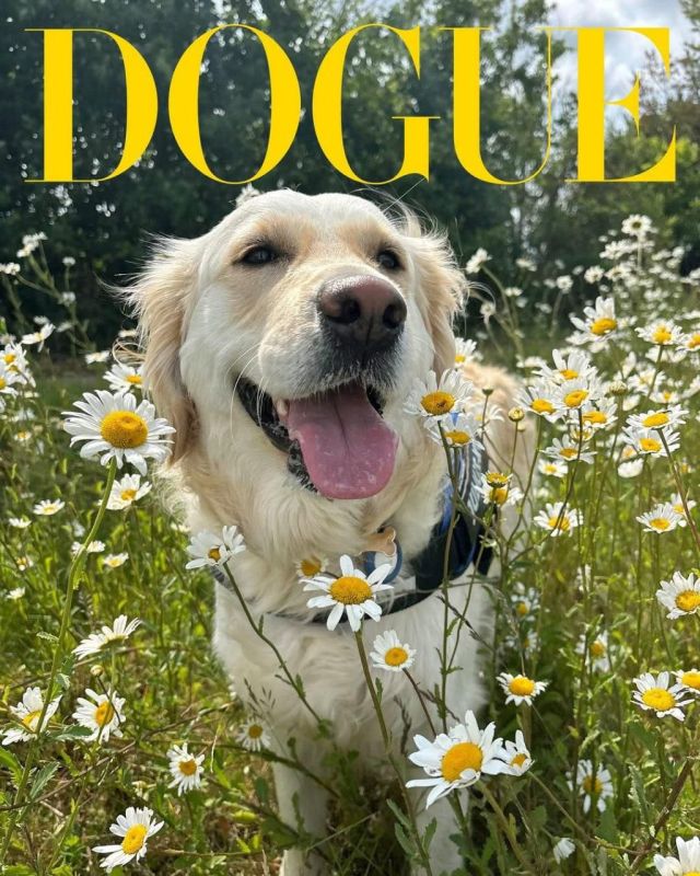  Vogue     
