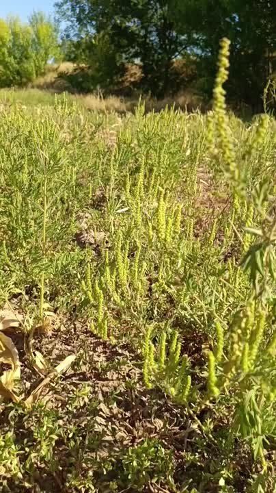 Это цветущая амброзия на скошенном кукурузном поле в Тирасполе за Околицей