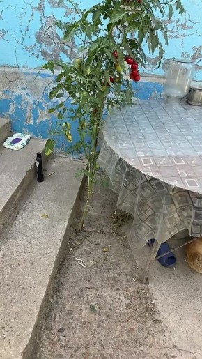    ,       ,        