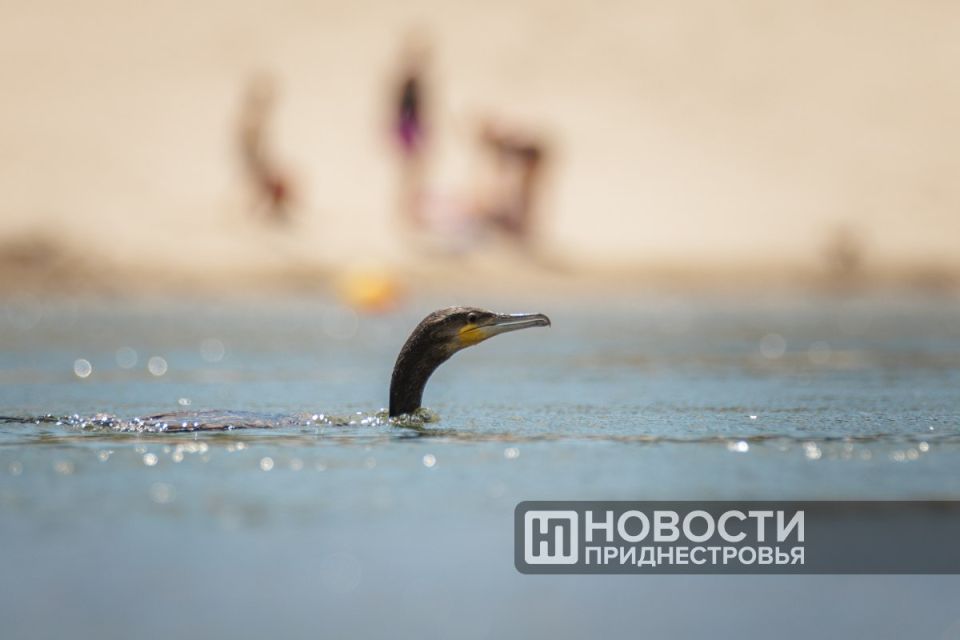 Август был жарче обычного. Температура воздуха была на 2 градуса выше многолетней нормы