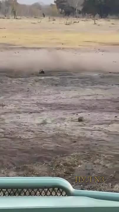 Главный отморозок мира животных не сбавляет обороты - в Зимбабве медоед напал на слона: