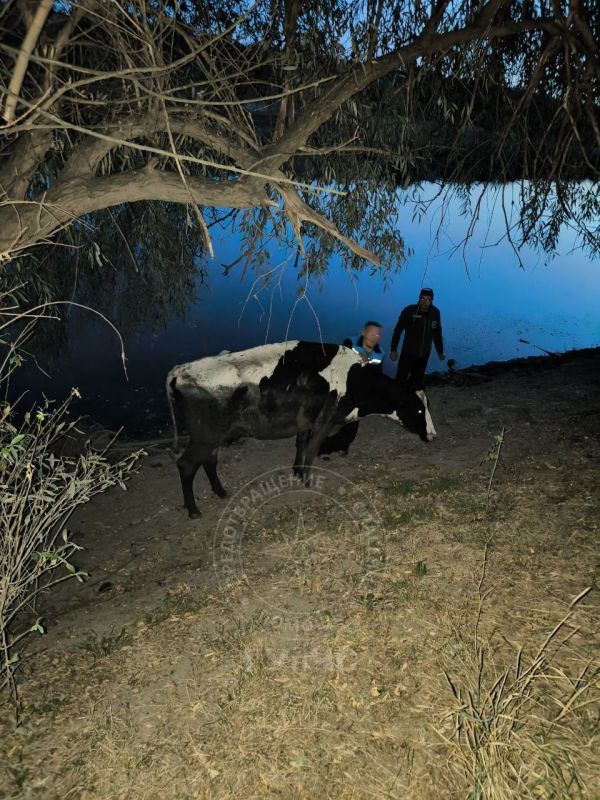 В Григориополе спасли корову В Григориополе спасли корову