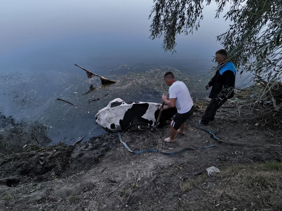 В Григориополе спасли корову В Григориополе спасли корову