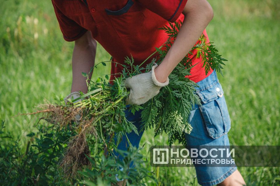 Цифра дня: 1 400 подростков от 14 до 18 лет по всей республике попробовали себя в работе этим летом