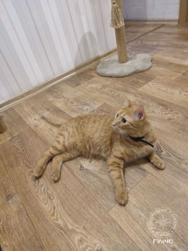 «Чиня, сейчас тебя будут спасать...» «Чиня, сейчас тебя будут спасать...»