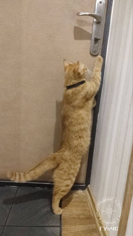 Пожарные спасли кота. Утром 16 сентября бендерские пожарные выручали домашнего рыжего кота, который оказался на вершине тополя Пожарные спасли кота. Утром 16 сентября бендерские пожарные выручали домашнего рыжего кота, который оказался на вершине тополя