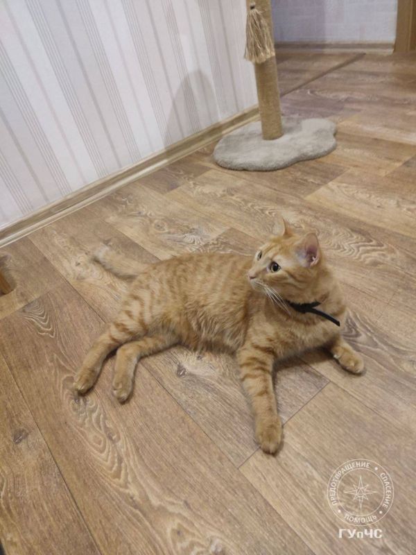 Пожарные спасли кота. Утром 16 сентября бендерские пожарные выручали домашнего рыжего кота, который оказался на вершине тополя Пожарные спасли кота. Утром 16 сентября бендерские пожарные выручали домашнего рыжего кота, который оказался на вершине тополя