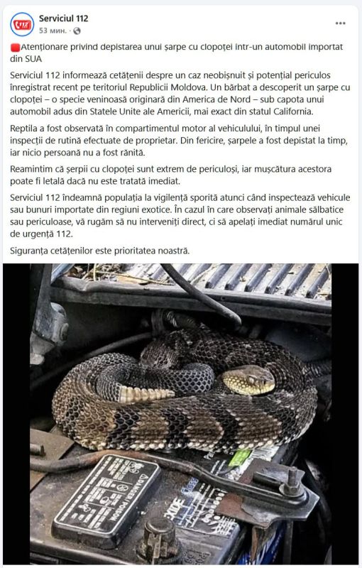 В Молдове мужчина обнаружил гремучую змею - ядовитый вид, обитающий в Северной Америке