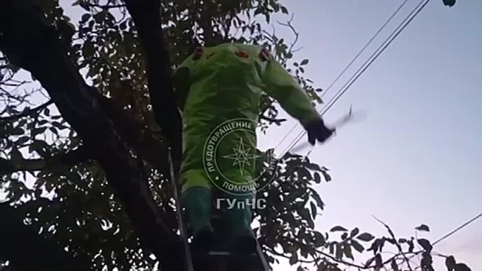 Рыбницкие спасатели в спецкостюмах травили гнездо шершней во дворе у пенсионерки