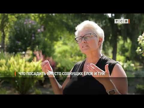 Специалисты приднестровского ботанического сада месяц назад показали нашему корреспонденту, что можно сажать вместо высыхающих на жаре ёлок, туй и газона