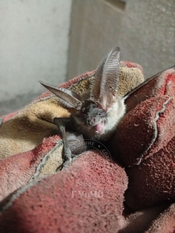 Жалобный писк, суровый вид и огромные уши — такую летучую мышь поймали вчера спасатели в столице Жалобный писк, суровый вид и огромные уши — такую летучую мышь поймали вчера спасатели в столице