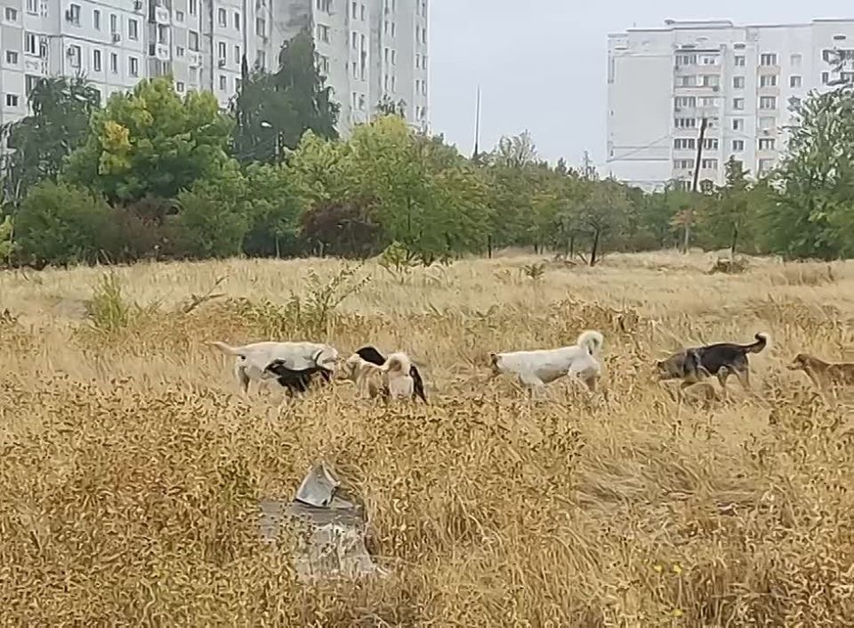 Свору крупных собак засняли возле спального района по Милёва на Балке