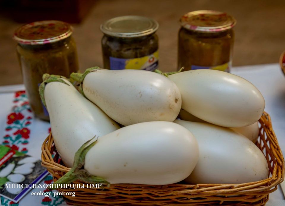 Томат «Внучок», огурец «Элин» и баклажан «Млечный путь» — в НИИ сельского хозяйства представили три гибрида на конкурс «Приднестровское качество» Томат «Внучок», огурец «Элин» и баклажан «Млечный путь» — в НИИ сельского хозяйства представили три гибрида на конкурс «Приднестровское качество»