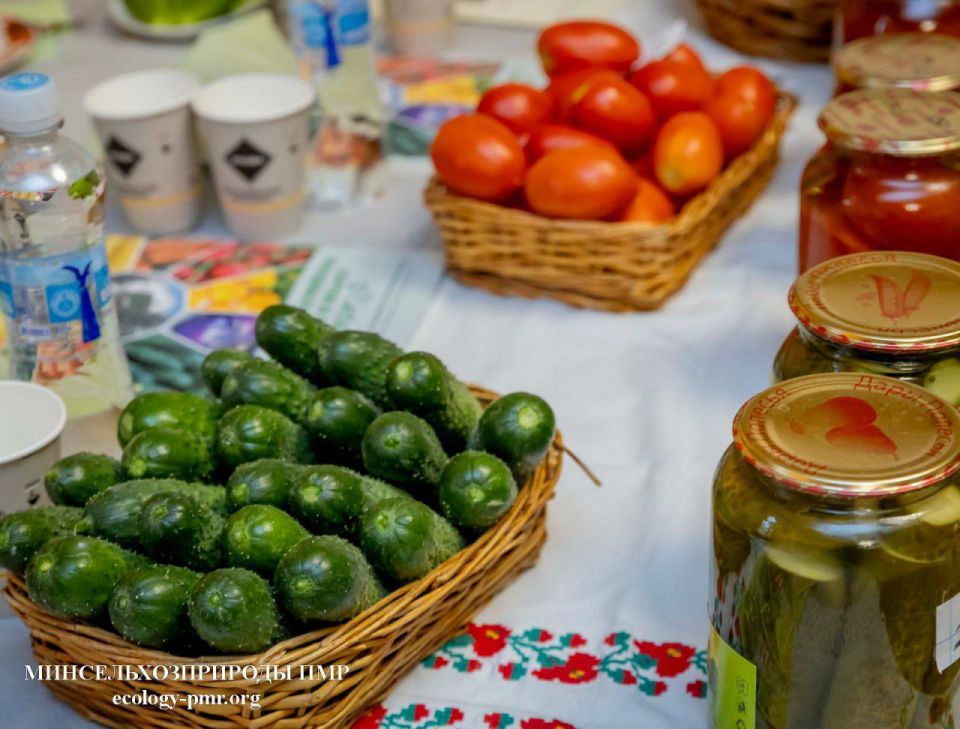 На конкурс «Приднестровское качество» НИИ представил три селекционные разработки: огурец Элин, томат Внучок и баклажан Млечный путь На конкурс «Приднестровское качество» НИИ представил три селекционные разработки: огурец Элин, томат Внучок и баклажан Млечный путь