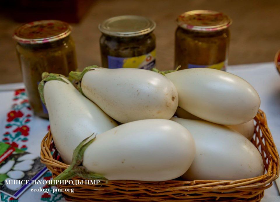 На конкурс «Приднестровское качество» НИИ представил три селекционные разработки: огурец Элин, томат Внучок и баклажан Млечный путь На конкурс «Приднестровское качество» НИИ представил три селекционные разработки: огурец Элин, томат Внучок и баклажан Млечный путь