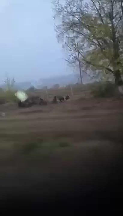 Перед Гоянам на лавандовом будьте осторожны кабаны целыми семьями носятся по дорогам