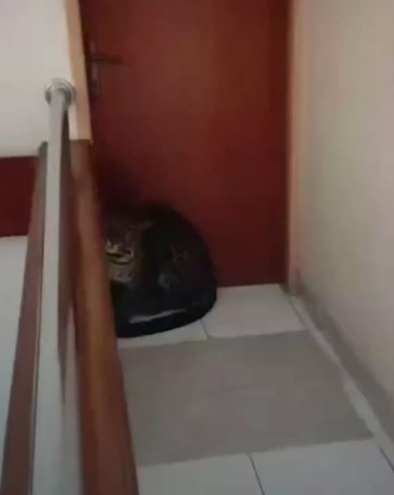 Леопард проник в отель в Индонезии — хищник ждал туристов у номера