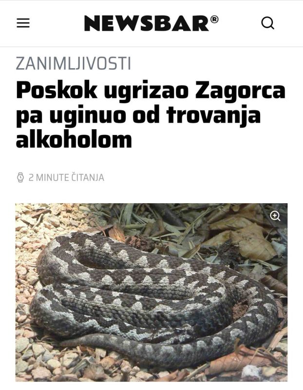 Гадюка укусила пьяного туриста и