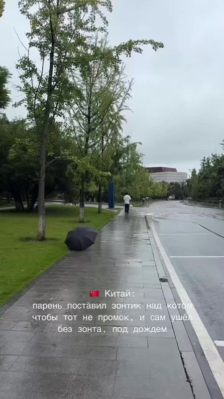 Немного милоты из Китая. Парень решил защитить кота от дождя и оставил ему свой зонтик